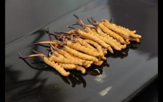 劣質(zhì)冬蟲(chóng)夏草包括哪些？