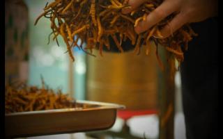 不同產(chǎn)地的冬蟲夏草為什么會不同？