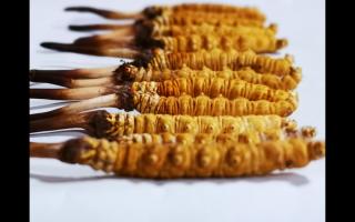 新鮮冬蟲夏草的干燥方法及其對(duì)營(yíng)養(yǎng)成分的影響？