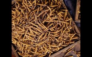 了解一下：冬蟲夏草的產(chǎn)地和采摘方式！