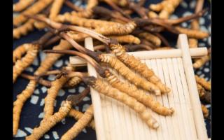 某寶上冬蟲(chóng)夏草價(jià)格為何差別這么大？