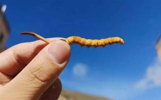 冬蟲夏草比較好的保存方法是什么？