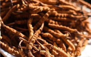 了解冬蟲夏草：起源、生長環(huán)境與特點！