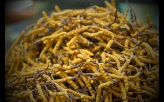 如何正確保存與使用冬蟲夏草產(chǎn)品？