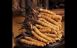 網(wǎng)上購買的冬蟲夏草假的占大多數(shù)嗎？