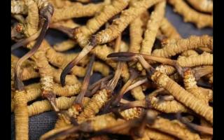 怎么保存冬蟲夏草禮品裝！