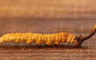 冬蟲夏草為何會有斷草？如何產(chǎn)生的！