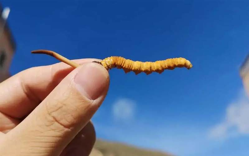 如何妥善保存新鮮的冬蟲夏草和干燥蟲草？