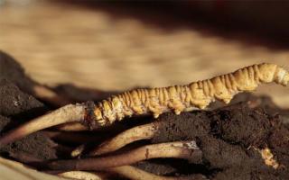 冬蟲夏草是不可再生資源嗎？