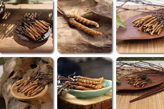 冬蟲夏草和白蟲草有什么區(qū)別？