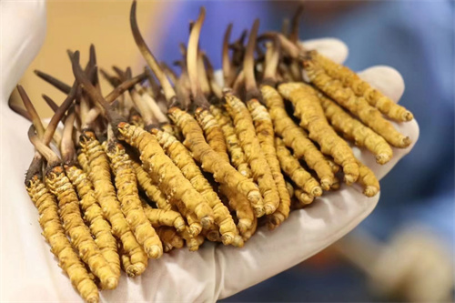 特級冬蟲夏草好在哪？特級冬蟲夏草的4個有點