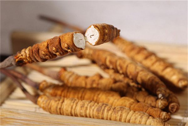 冬蟲(chóng)夏草可以直接食用嗎？直接生吃無(wú)法發(fā)揮冬蟲(chóng)夏草藥理作用