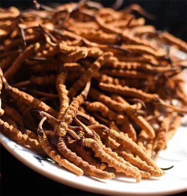 冬蟲(chóng)夏草能存放多久？真空冷藏可以保存5年