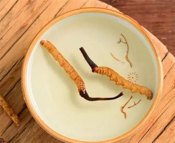 冬蟲夏草可以泡水喝嗎？冬蟲夏草泡水的步驟