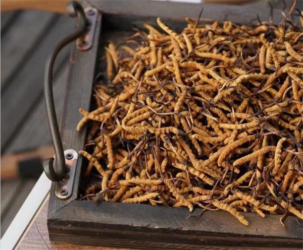 野生冬蟲夏草怎么買？購(gòu)買野生冬蟲夏草注意事項(xiàng)