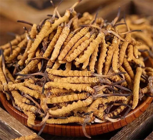 冬蟲夏草一斤多少錢？購買冬蟲夏草時需要考慮的5個因素