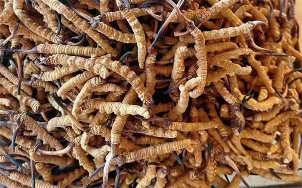 冬蟲(chóng)夏草有什么作用?冬蟲(chóng)夏草的10大作用