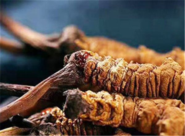 男人吃冬蟲(chóng)夏草有什么好處？男人吃蟲(chóng)草的6個(gè)好處