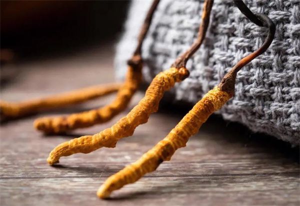 冬蟲夏草什么價格？冬蟲夏草2024價格表