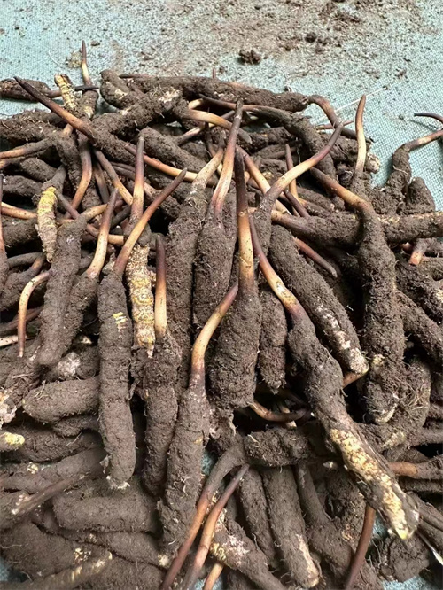 手術(shù)后能否食用冬蟲夏草？專家解答與術(shù)后康復(fù)建議