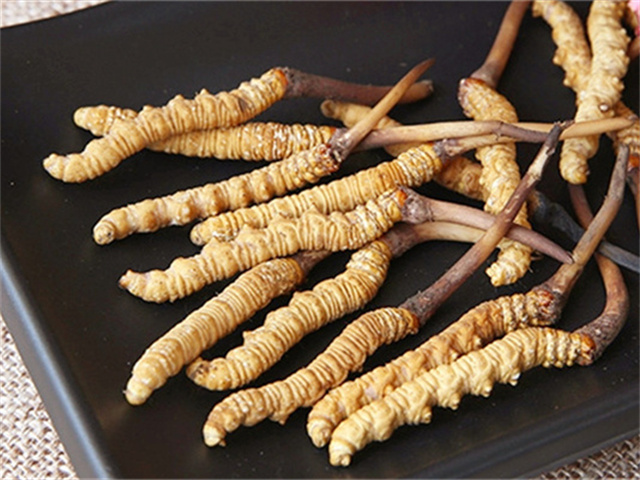 真的冬蟲夏草什么價格？影響冬蟲夏草價格波動的3個關(guān)鍵因素