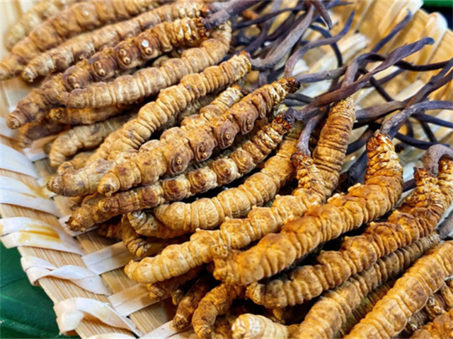 天然冬蟲夏草是怎么形成的？天然冬蟲夏草的形成過程