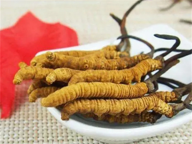 冬蟲夏草怎么食用？冬蟲夏草的4種食用方法