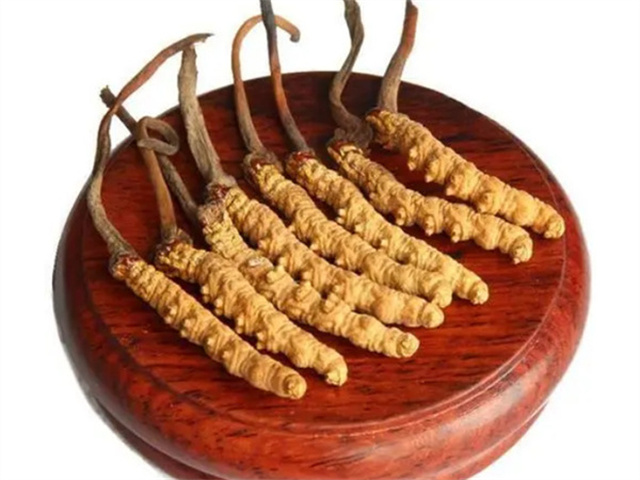 老人能吃冬蟲夏草嗎？老年人食用冬蟲夏草的4個好處