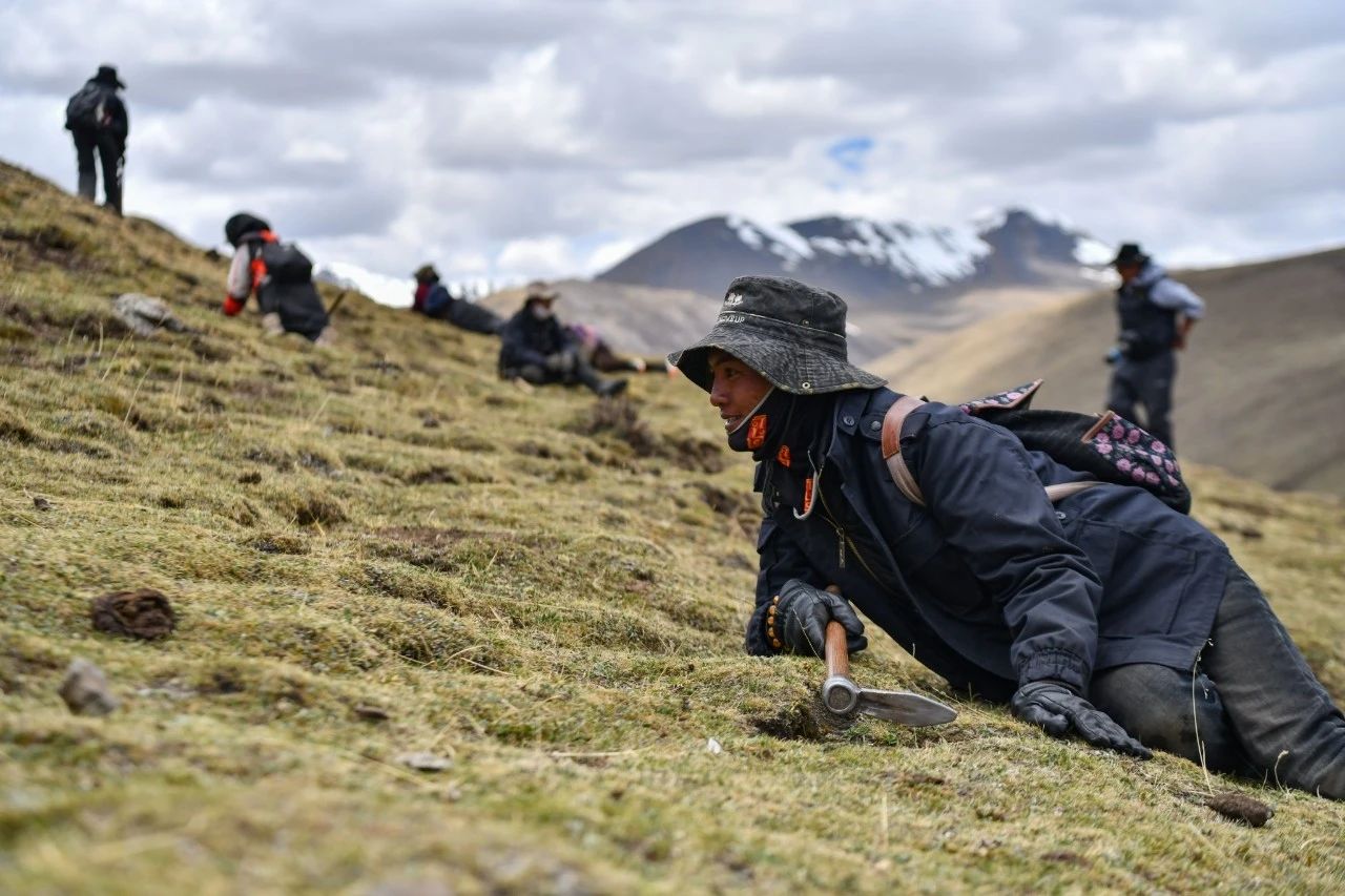 2.99萬公斤！那曲市冬蟲夏草產(chǎn)量創(chuàng)新高