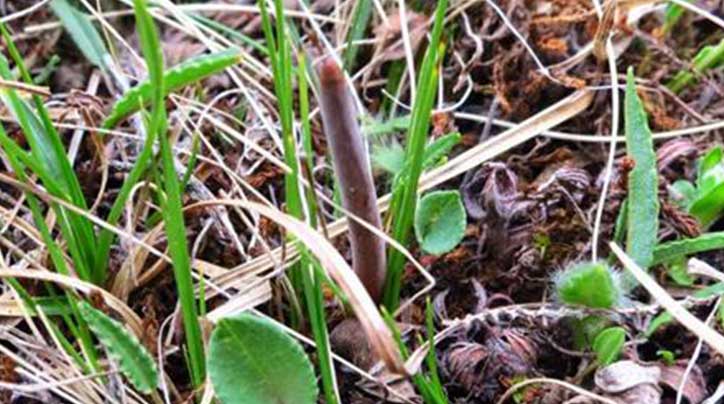 雪域瑰寶：探秘那曲野生冬蟲(chóng)夏草