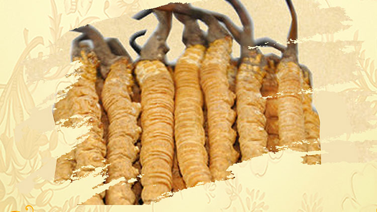 那曲蟲草買回家如何保存？這些小技巧要知道！