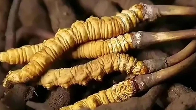  那曲蟲草市場(chǎng)亂象揭秘：如何避免買到假貨？