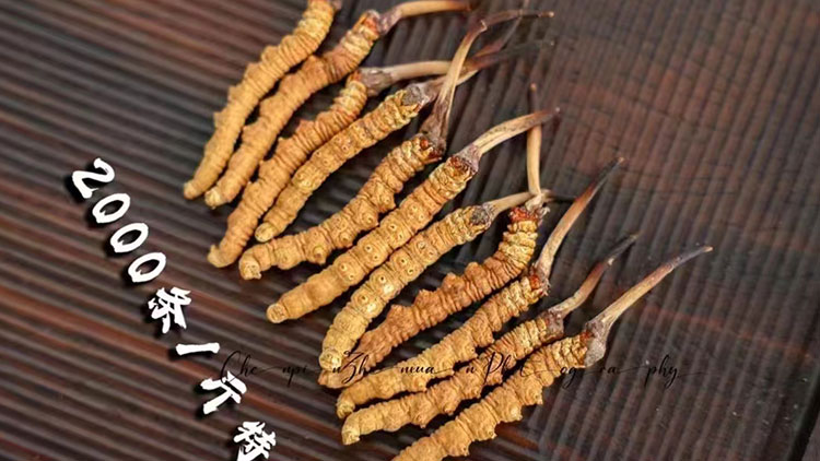 2025新鮮蟲草的價(jià)格是多少