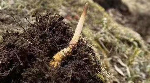  <a href=http://www.czfjwz.net/xinxian/ target=_blank class=infotextkey>鮮冬蟲夏草</a>的多樣食用方法