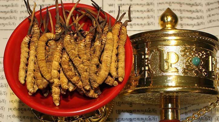 <a href=http://www.czfjwz.net/ target=_blank class=infotextkey>那曲<a href=http://www.czfjwz.net/ target=_blank class=infotextkey>冬蟲夏草</a></a>的有哪些藥用價值