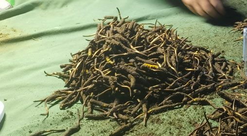 <a href=http://www.czfjwz.net/xinxian/ target=_blank class=infotextkey>鮮冬蟲夏草</a>的正確食用方法指南