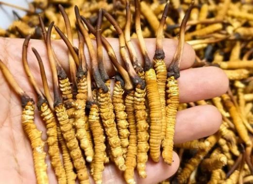 <a href=http://www.czfjwz.net/sdph/zcw/ target=_blank class=infotextkey>珍草王冬蟲夏草</a>是真的嗎?