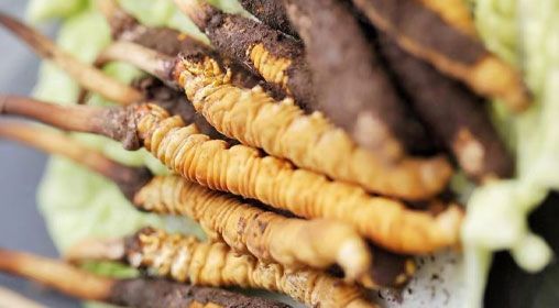 <a href=http://www.czfjwz.net/xinxian/ target=_blank class=infotextkey>鮮冬蟲夏草</a>功效與食用方法詳解