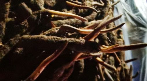 <a href=http://www.czfjwz.net/xinxian/ target=_blank class=infotextkey>新<a href=http://www.czfjwz.net/xinxian/ target=_blank class=infotextkey>鮮冬蟲(chóng)夏草</a></a>的多種食用方法