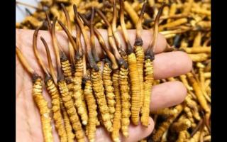 珍草王冬蟲夏草是真的嗎？揭秘珍稀藥材的真相