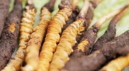 <a href=http://www.czfjwz.net/xinxian/ target=_blank class=infotextkey>新<a href=http://www.czfjwz.net/xinxian/ target=_blank class=infotextkey>鮮冬蟲夏草</a></a>怎么洗 