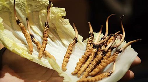 冬蟲夏草新鮮辨別