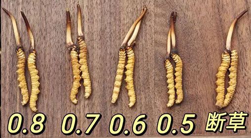 新鮮的冬蟲(chóng)夏草功效