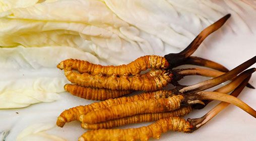 那曲雪域<a href=http://www.czfjwz.net/xinxian/ target=_blank class=infotextkey>新<a href=http://www.czfjwz.net/xinxian/ target=_blank class=infotextkey>鮮冬蟲夏草</a></a>