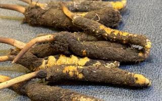 新鮮冬蟲夏草壞了：原因、識(shí)別與應(yīng)對(duì)策略