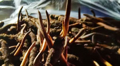 <a href=http://www.czfjwz.net/xinxian/ target=_blank class=infotextkey>新<a href=http://www.czfjwz.net/xinxian/ target=_blank class=infotextkey>鮮冬蟲夏草</a></a>排骨湯