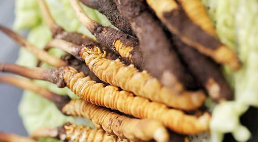 新鮮冬蟲夏草可以打粉嗎