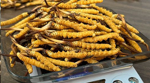 <a href=http://www.czfjwz.net/s/brxcc target=_blank class=infotextkey>比如縣冬蟲夏草</a>新鮮度