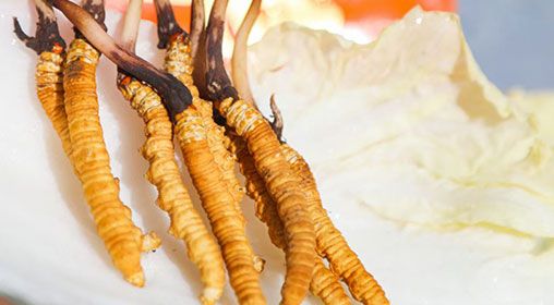 <a href=http://www.czfjwz.net/xinxian/ target=_blank class=infotextkey>新<a href=http://www.czfjwz.net/xinxian/ target=_blank class=infotextkey>鮮冬蟲夏草</a></a>煮飯:滋養(yǎng)身心的雪域珍饈