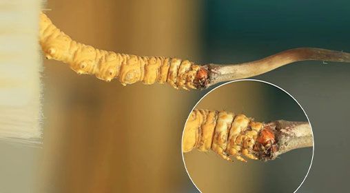 冬蟲(chóng)夏草新鮮好嗎？